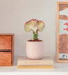 Coral Cactus & Pot