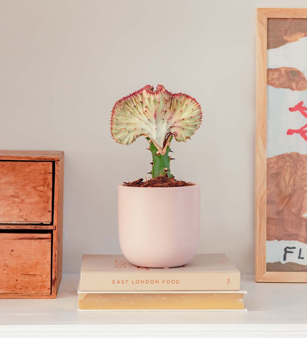Coral Cactus & Pot