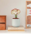 Coral Cactus & Pot