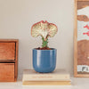 Coral Cactus & Pot