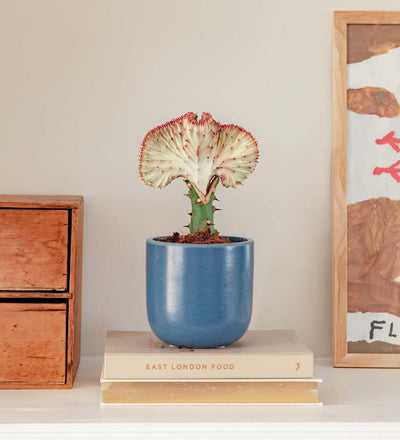 Coral Cactus & Pot