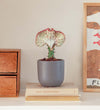 Coral Cactus & Pot