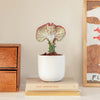 Coral Cactus & Pot