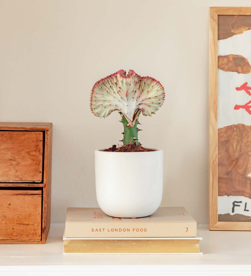 Coral Cactus & Pot