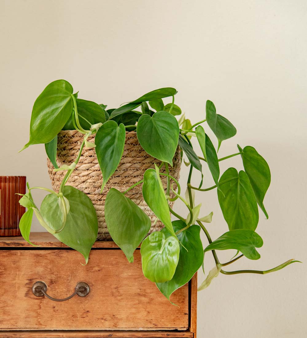 Hanging Philodendron & Basket