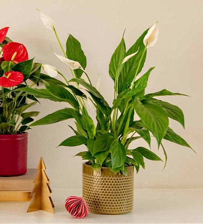 Christmas Plant Bundle