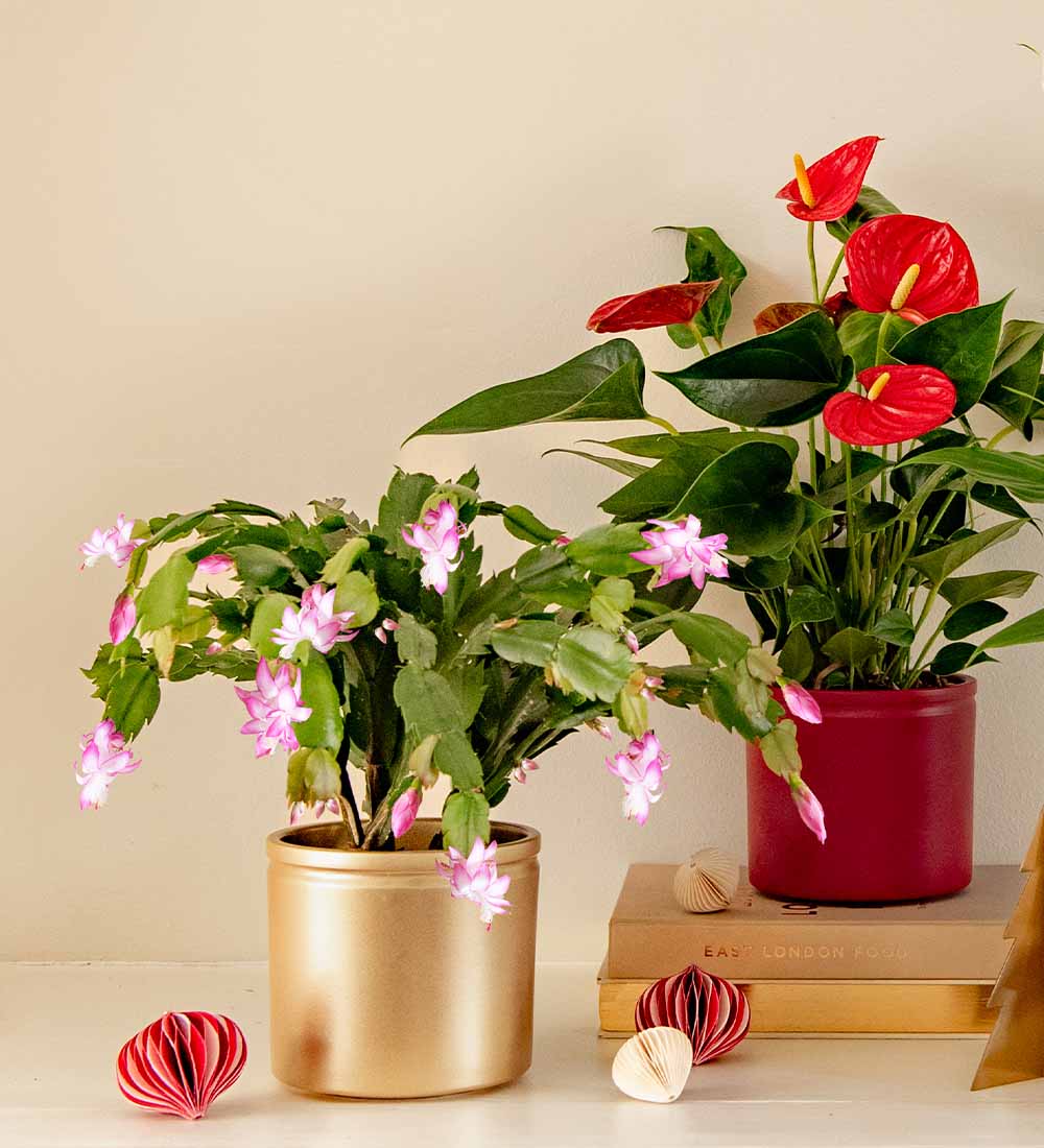Christmas Plant Bundle