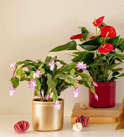 Christmas Plant Bundle