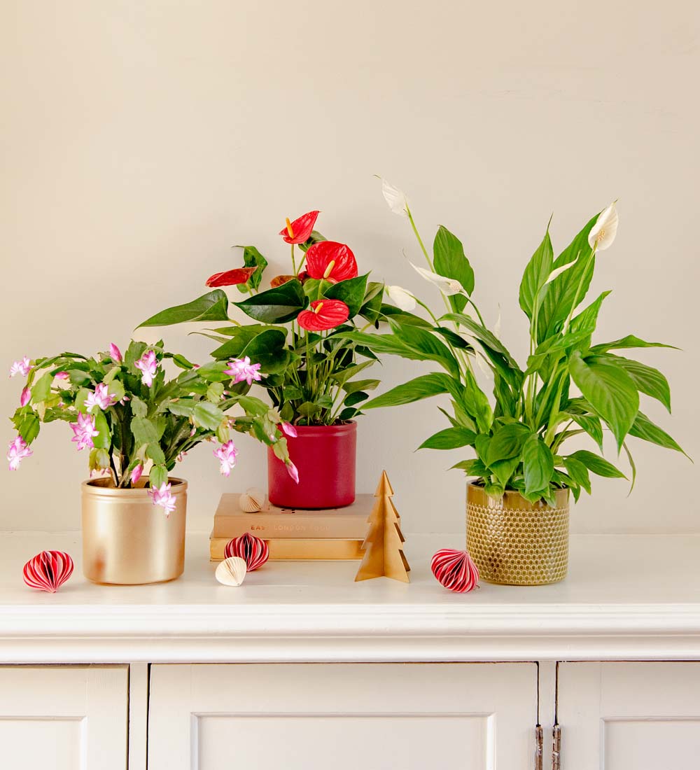 Christmas Plant Bundle