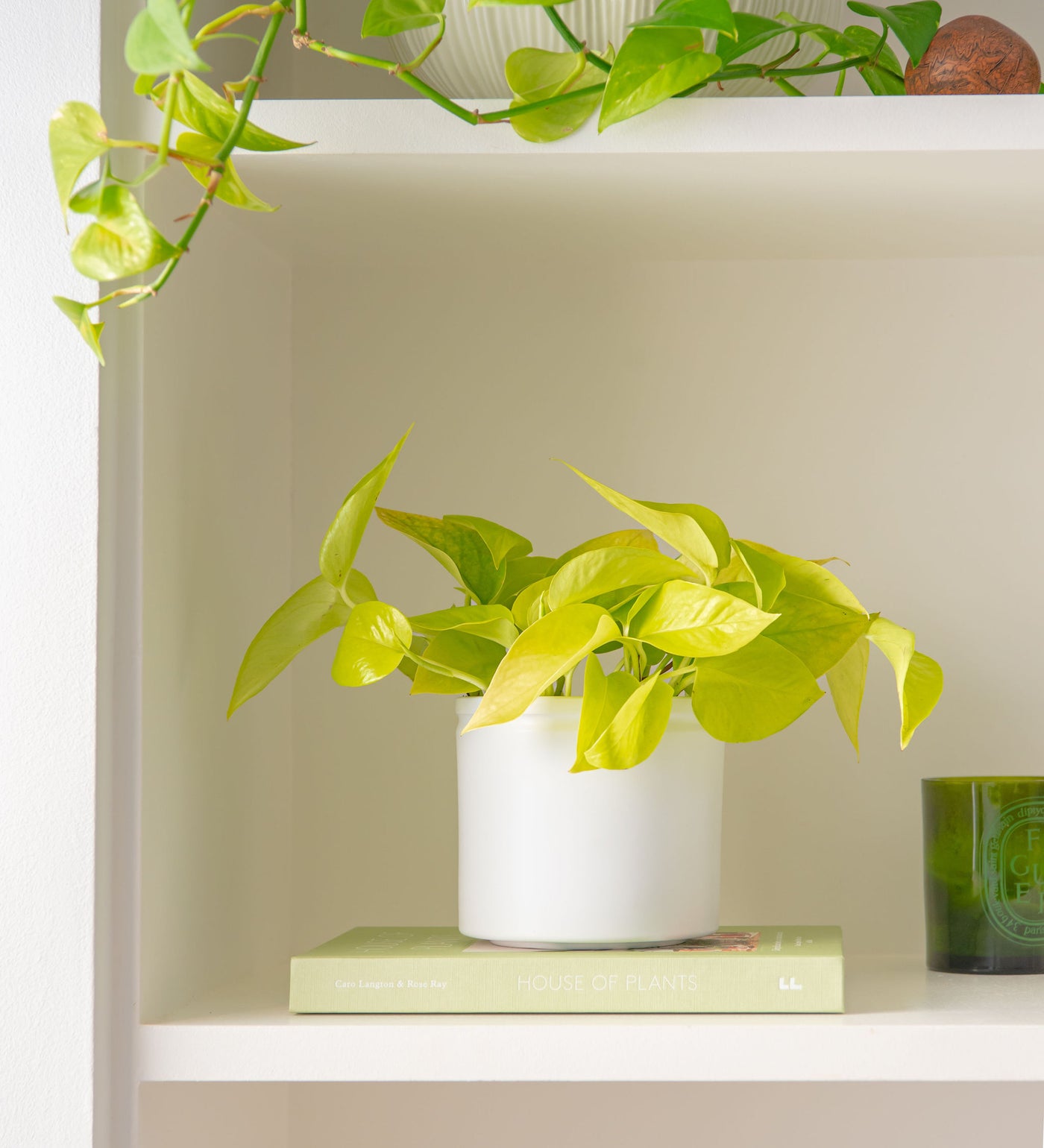 Neon Pothos & Pot