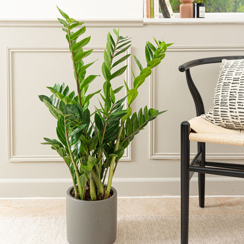 Cool Grey Air Purifying Bundle