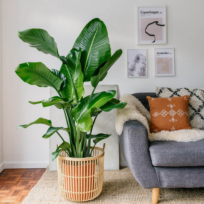 XL Bird of Paradise