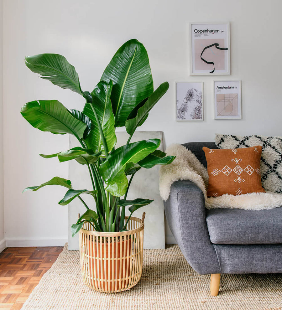 XL Bird of Paradise