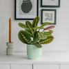 Prayer Plant & Pot