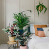 Calathea Triostar
