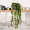 Artificial Ficus Pumila Hanging
