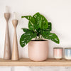 Artificial Monstera Obliqua