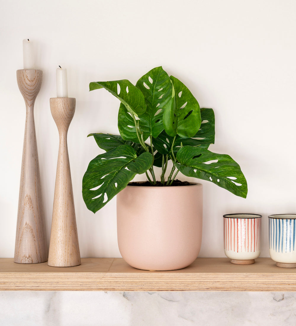 Artificial Monstera Obliqua