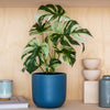 Artificial Variegated Monstera