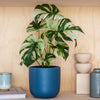 Imperfect Artificial Plant