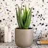 Artificial Aloe Vera