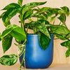 Marble Queen Pothos