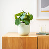 Artificial Money Plant