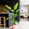 Artificial Large Bird of Paradise