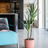 Artificial Yucca Plant