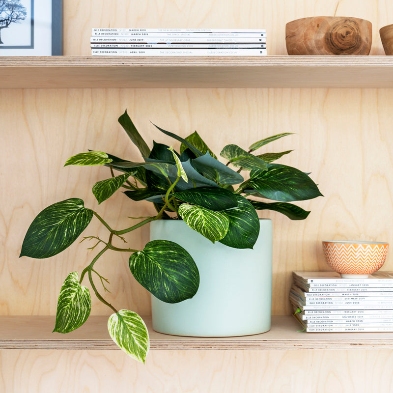 Artificial Pothos