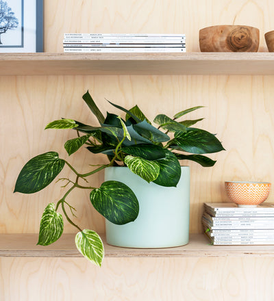 Artificial Pothos