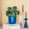 Artificial Watermelon Peperomia Plant Pick