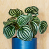 Artificial Watermelon Peperomia Plant Pick