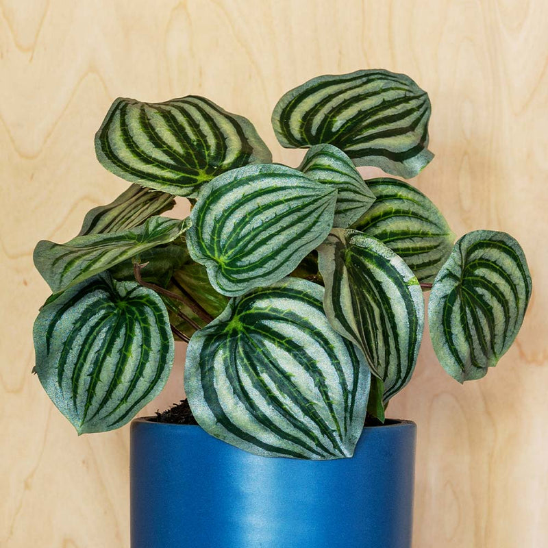 Artificial Watermelon Peperomia Plant Pick