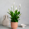 Air Purifying Pair