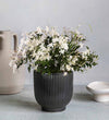 Jasmine & Ceramic Pot