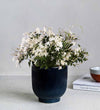 Jasmine & Ceramic Pot