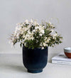 Jasmine & Ceramic Pot