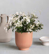 Jasmine & Ceramic Pot