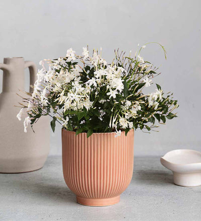 Jasmine & Ceramic Pot