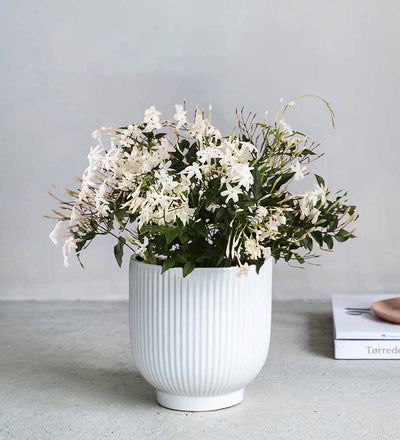 Jasmine & Ceramic Pot