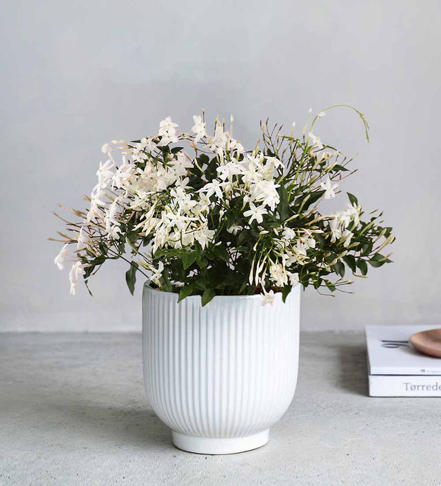 Jasmine & Ceramic Pot