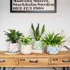 Splatter Pot x Hot Pottery