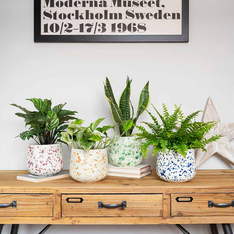 Splatter Pot x Hot Pottery