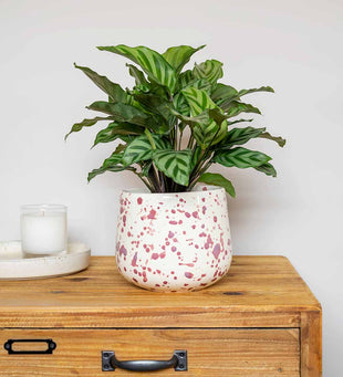 Splatter Pot x Hot Pottery Cranberry