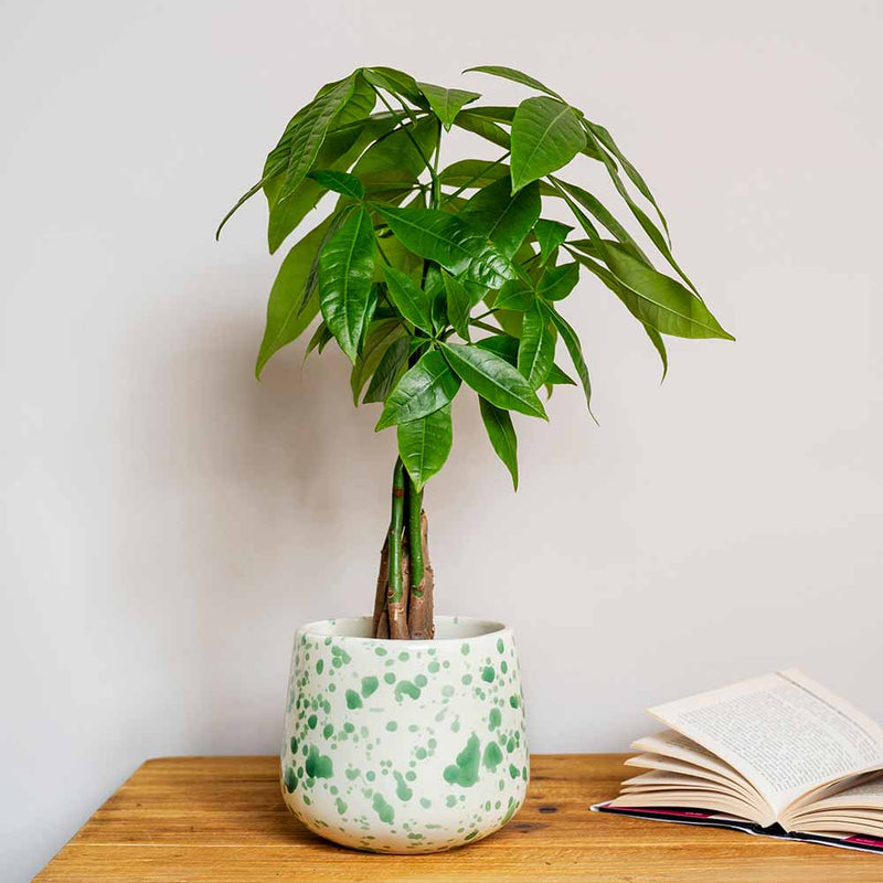 Splatter Pot x Hot Pottery Green