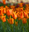 Tulip Ballerina Bulbs