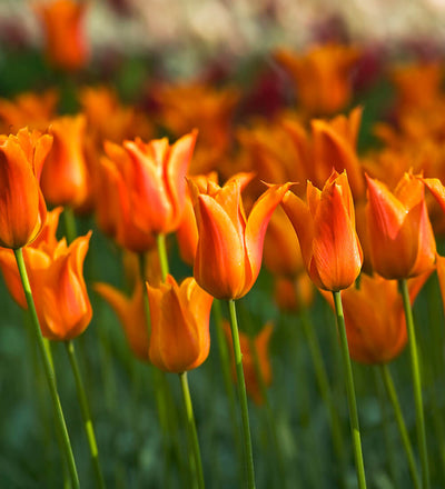 Tulip Ballerina Bulbs