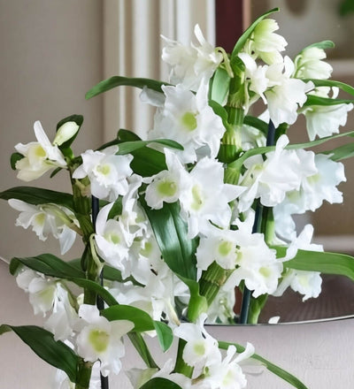 Bamboo Orchid & Pot