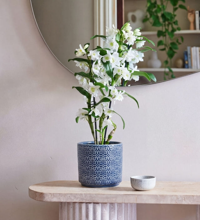 Bamboo Orchid & Pot